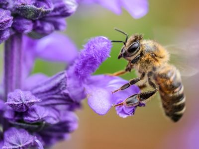 Bienen mit lila Blüte